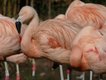 Flamingos im Frankfurter Zoo