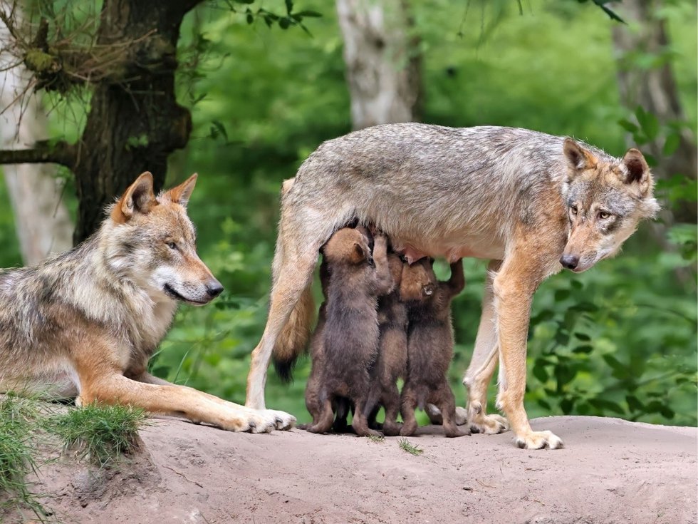 Wolfnachwuchs