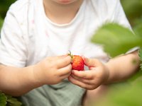 Junge mit Erdbeere in der Hand