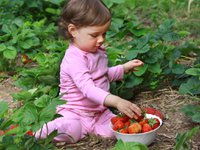 Kleines Mädchen isst Erdbeeren