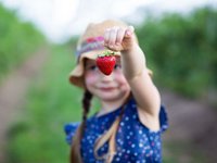 Erdbeeren zum Selbstpflücken im Rhein-Main-Gebiet
