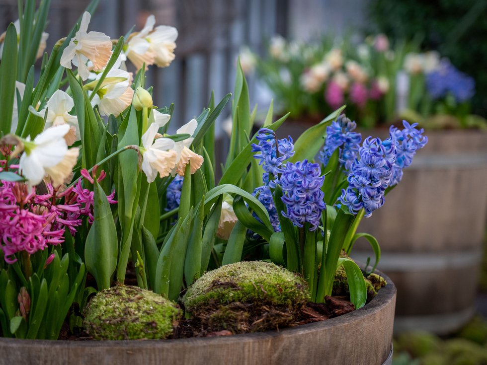 Frühlingsblumenschau, Palmengarten Frankfurt am Main